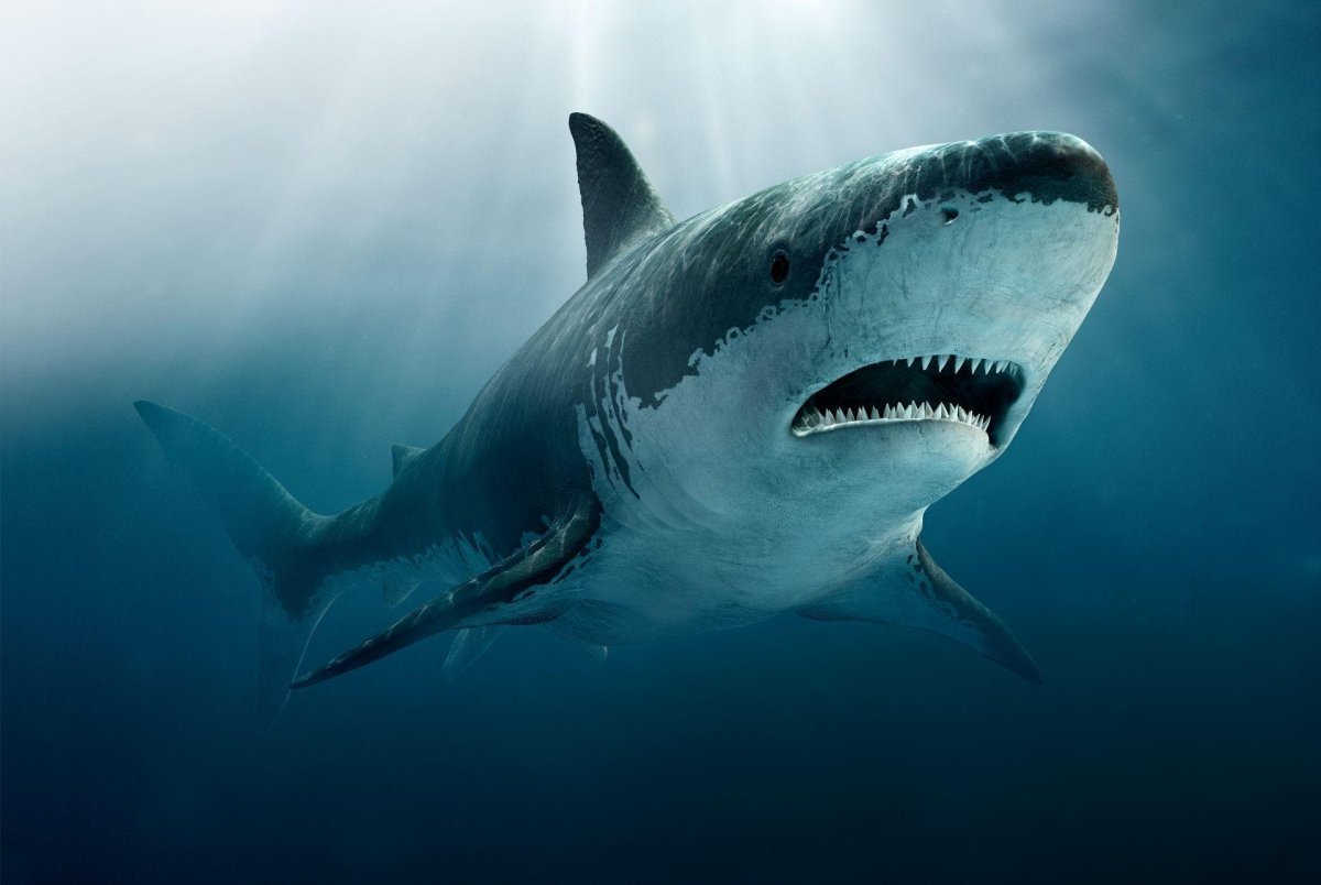 The extinction of the Megalodon