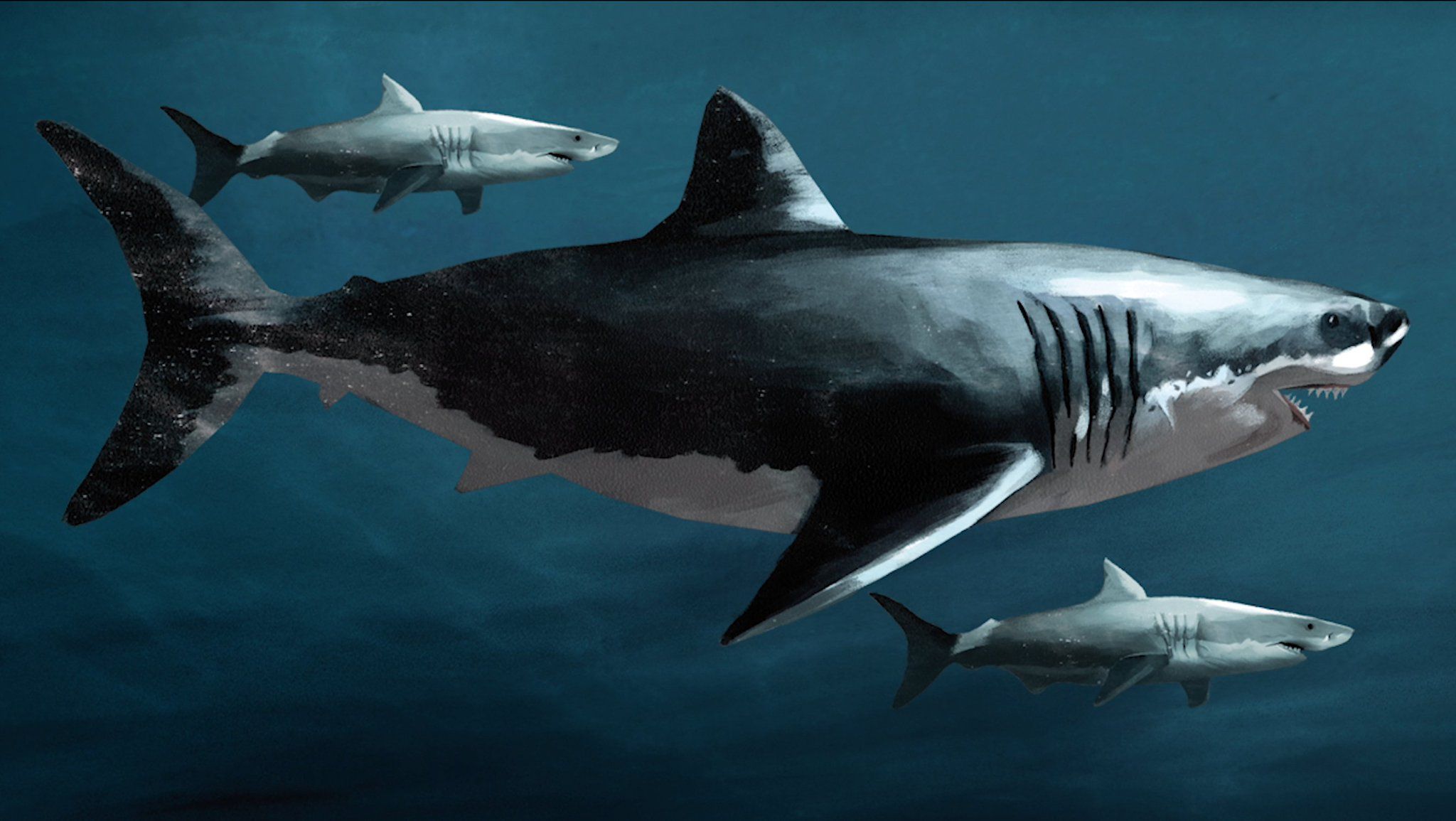 The current largest shark is just a little one