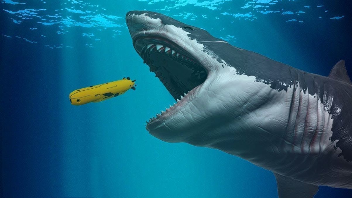 The current largest shark is just a little one