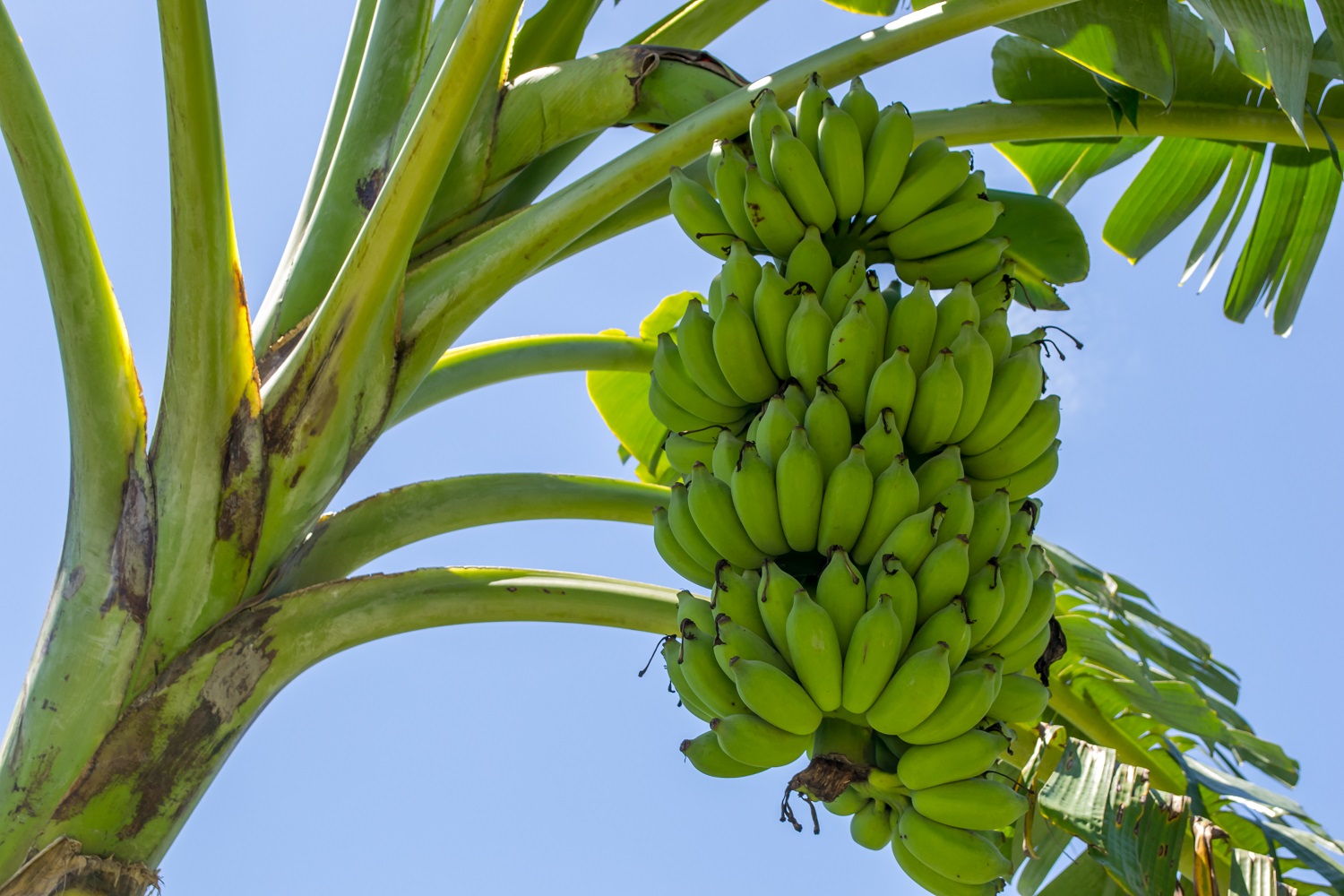 The Banana Plant is Not a Tree