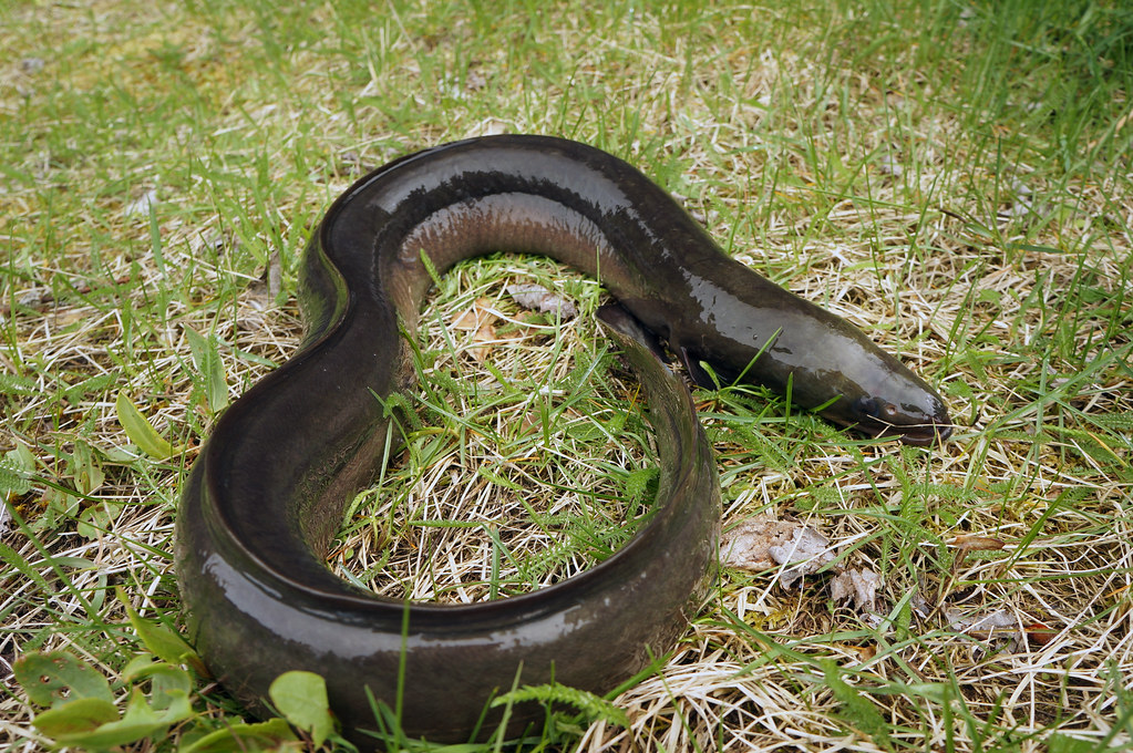 European Eel