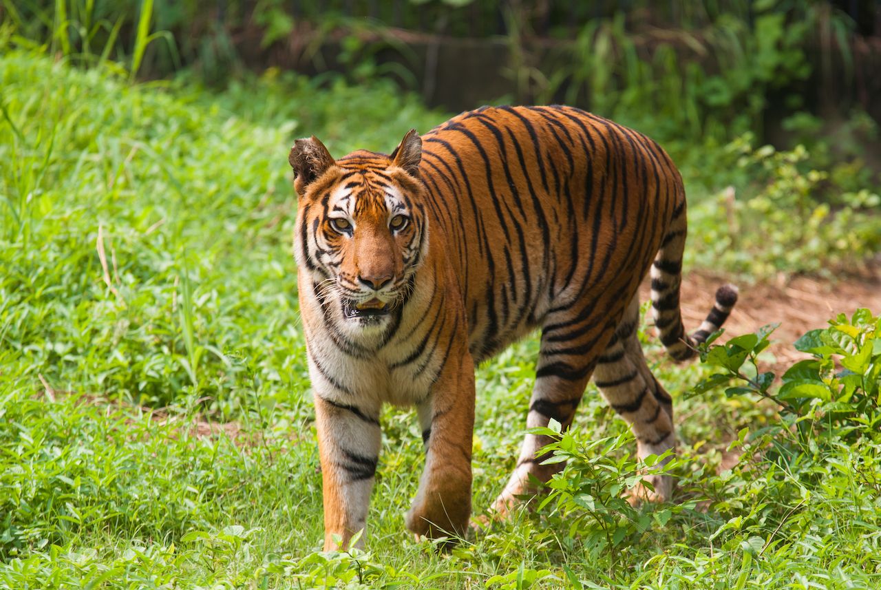 Sundarbans National Park, West Bengal