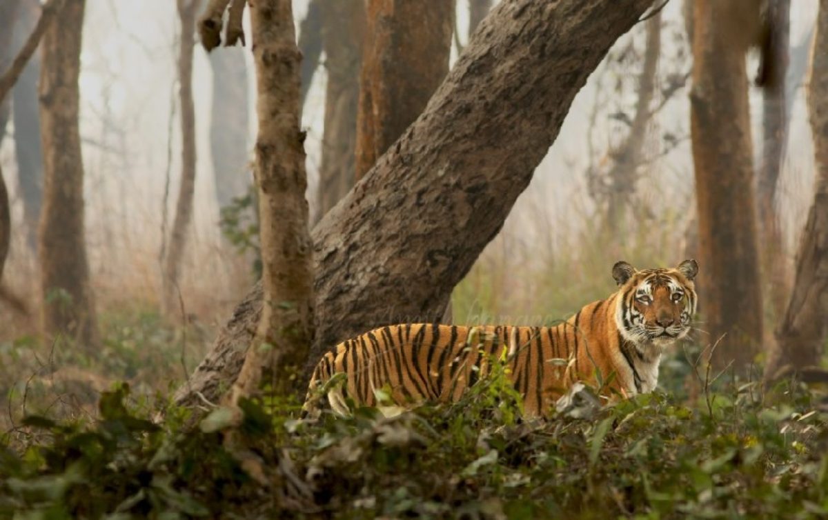 Sundarbans National Park, West Bengal