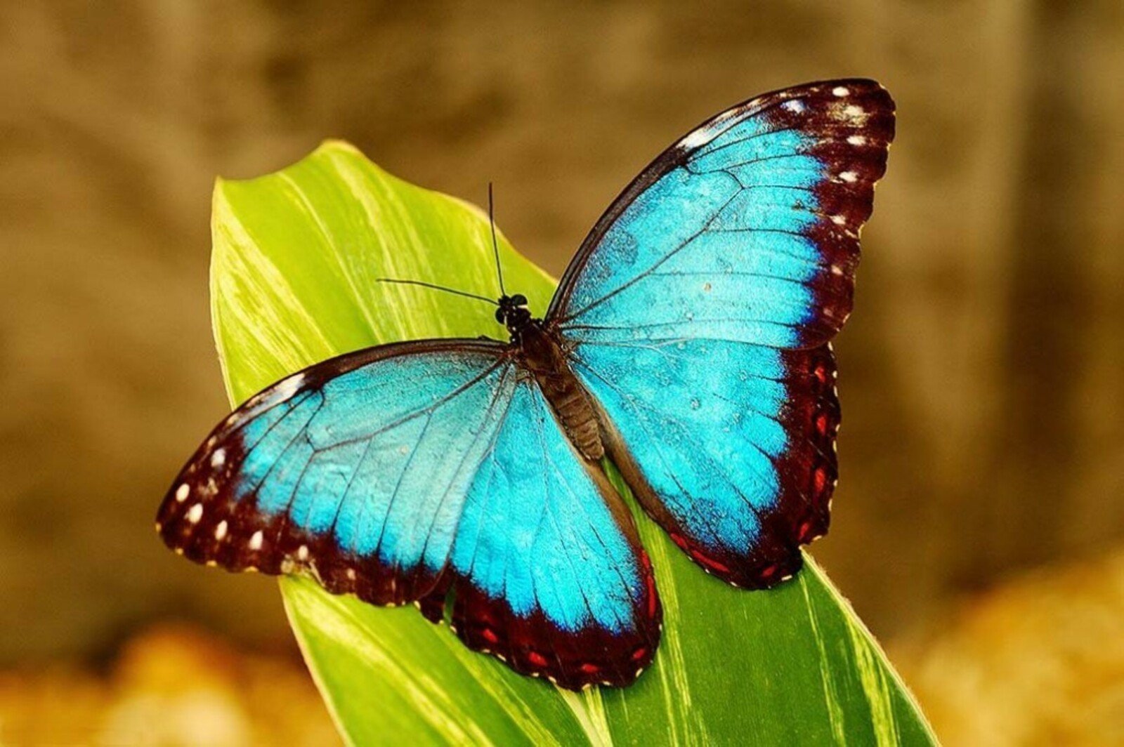 Blue Morpho Butterfly