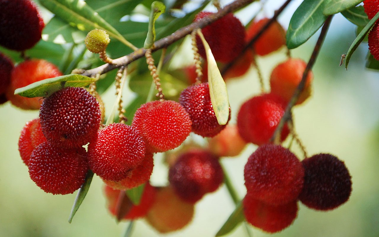Red Bayberry – Myrica Rubra