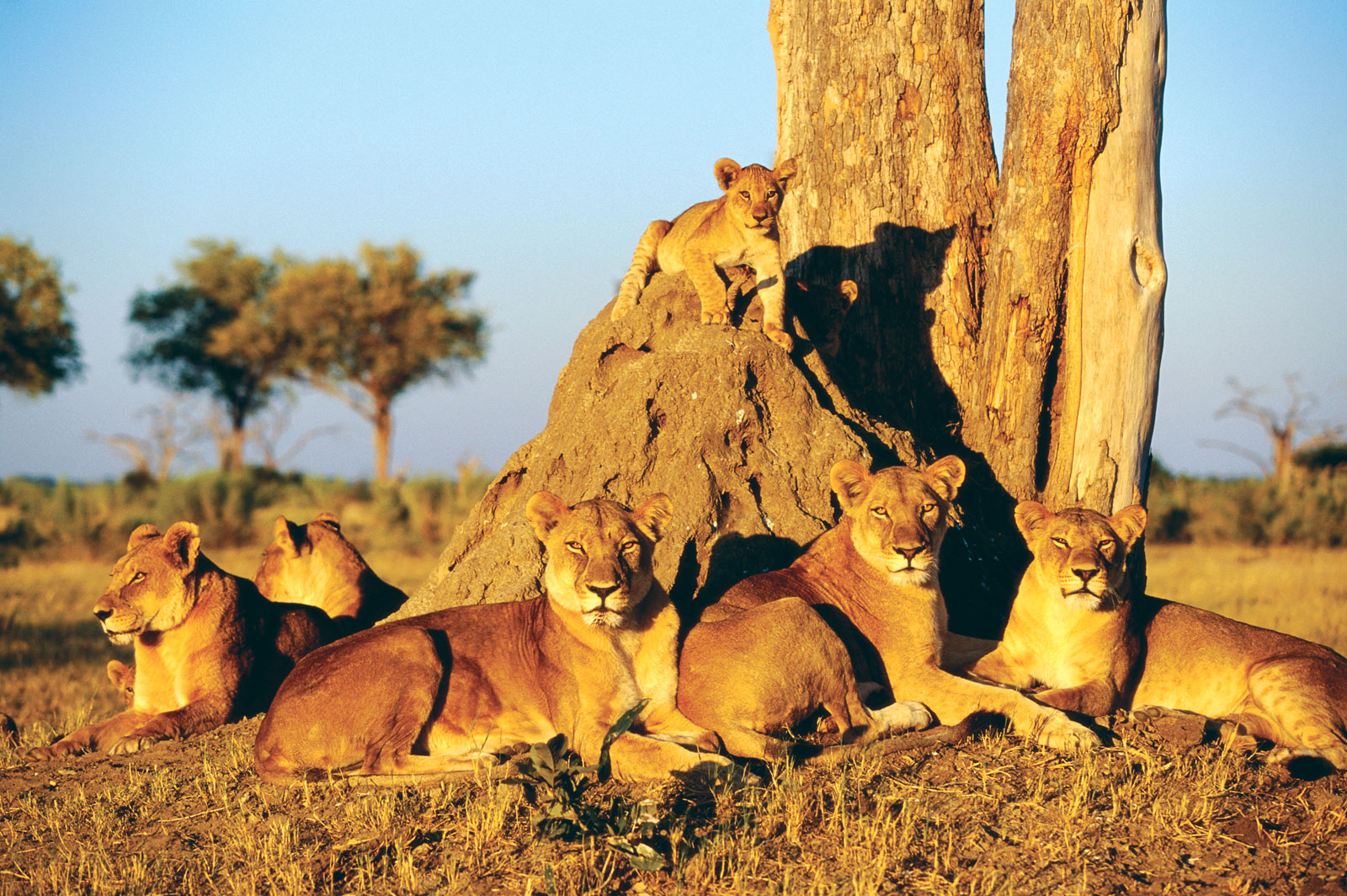 Kavango – Zambezi Transfrontier Conservation Area – Zambia, Botswana, Namibia, Zimbabwe and Angola
