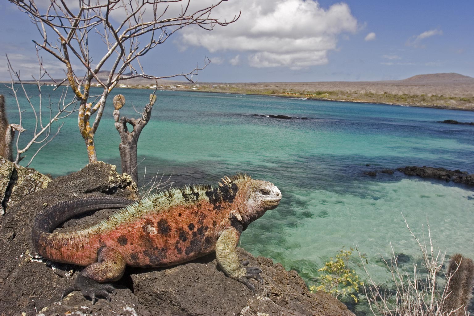 Galápagos Marine Reserve – Ecuador