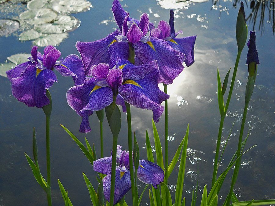 Water Iris