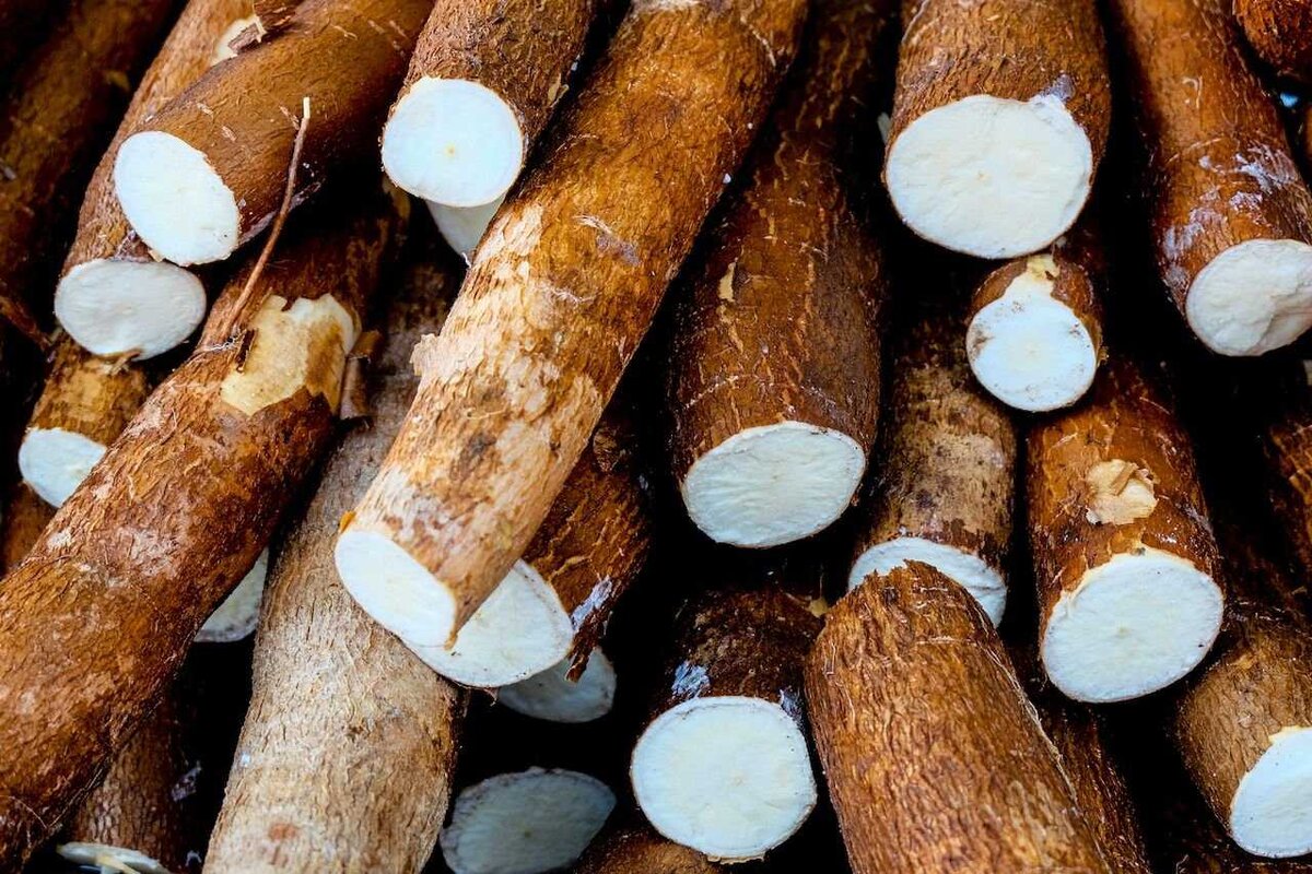 Cassava