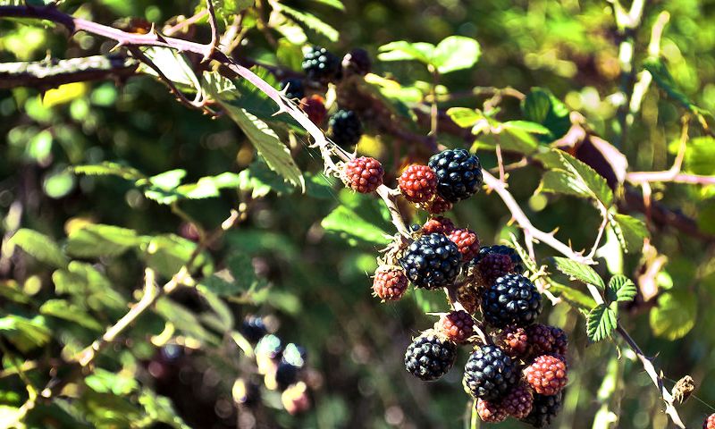 Himalayan Blackberry: Slasher of the Plant World