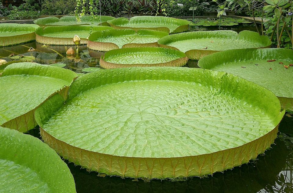 Giant Water Lilies