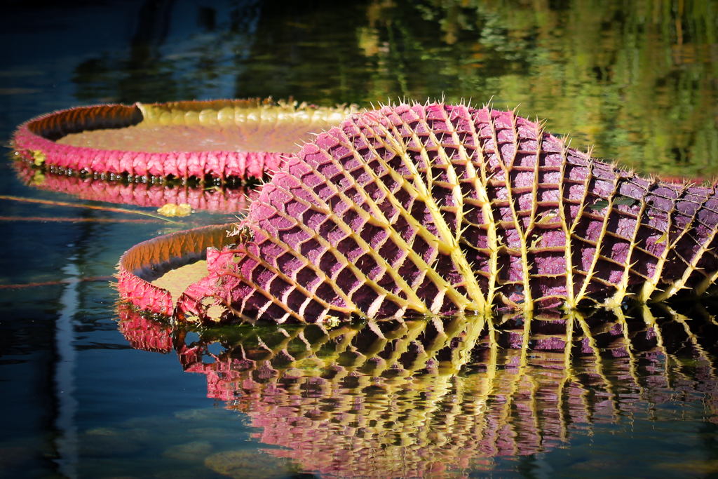 Giant Water Lilies