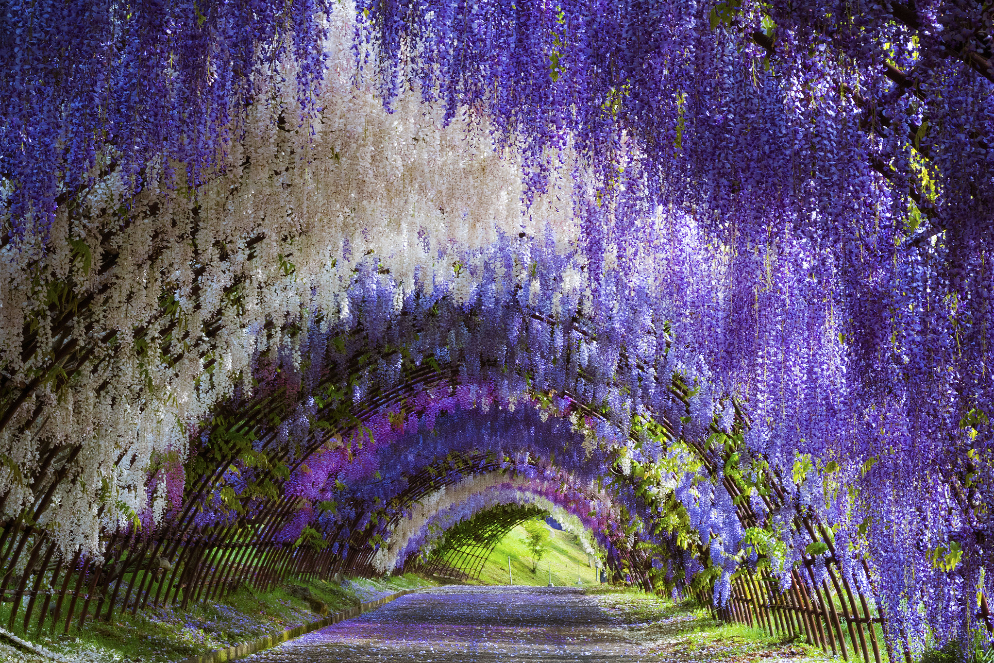 Wisteria Flower Tunnel Path, Japan
