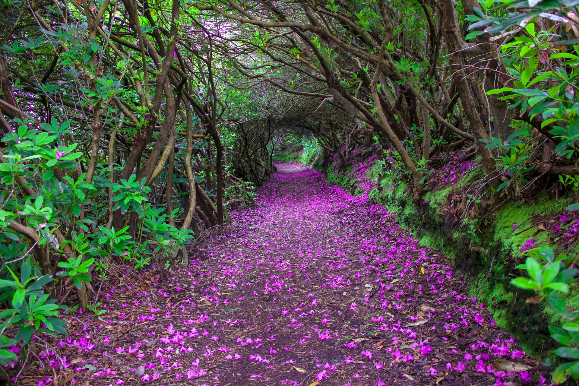 Rhododendron Tunnel, Ireland
