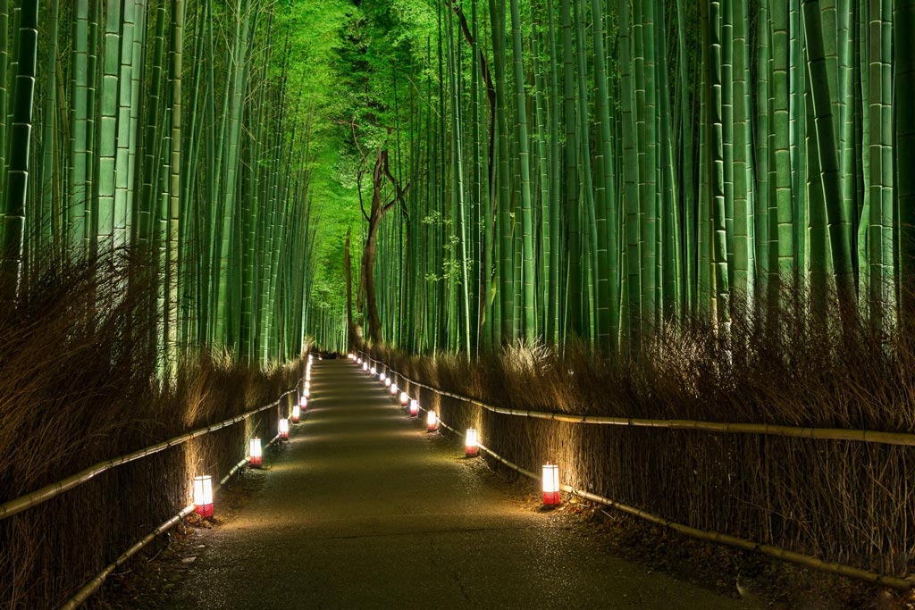 Bamboo Path, Kyoto