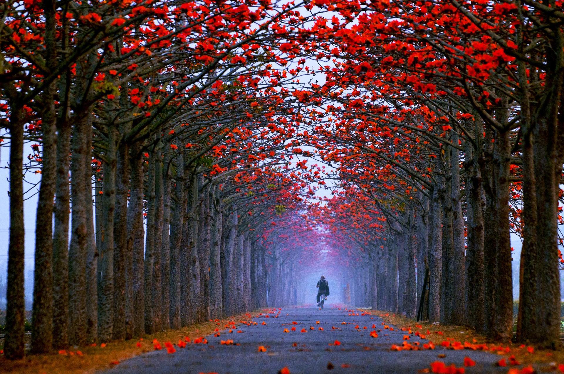 Cotton Tree Alley, Taiwan