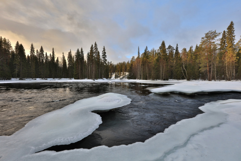 The ecotone of tundra