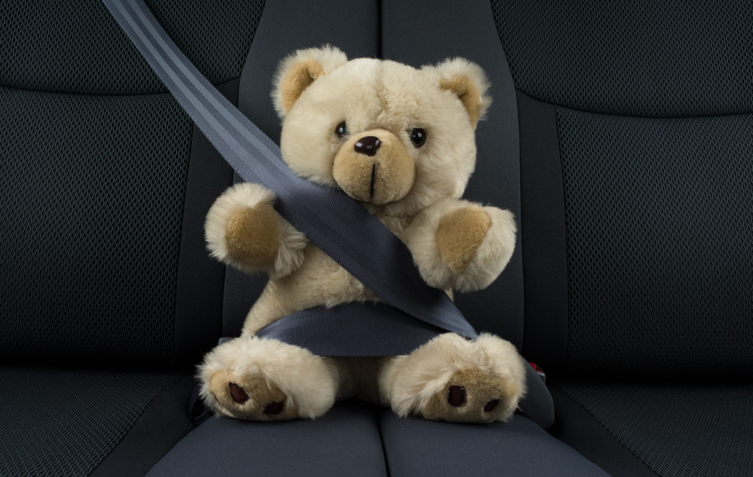 Safe Bear Transit in Missouri