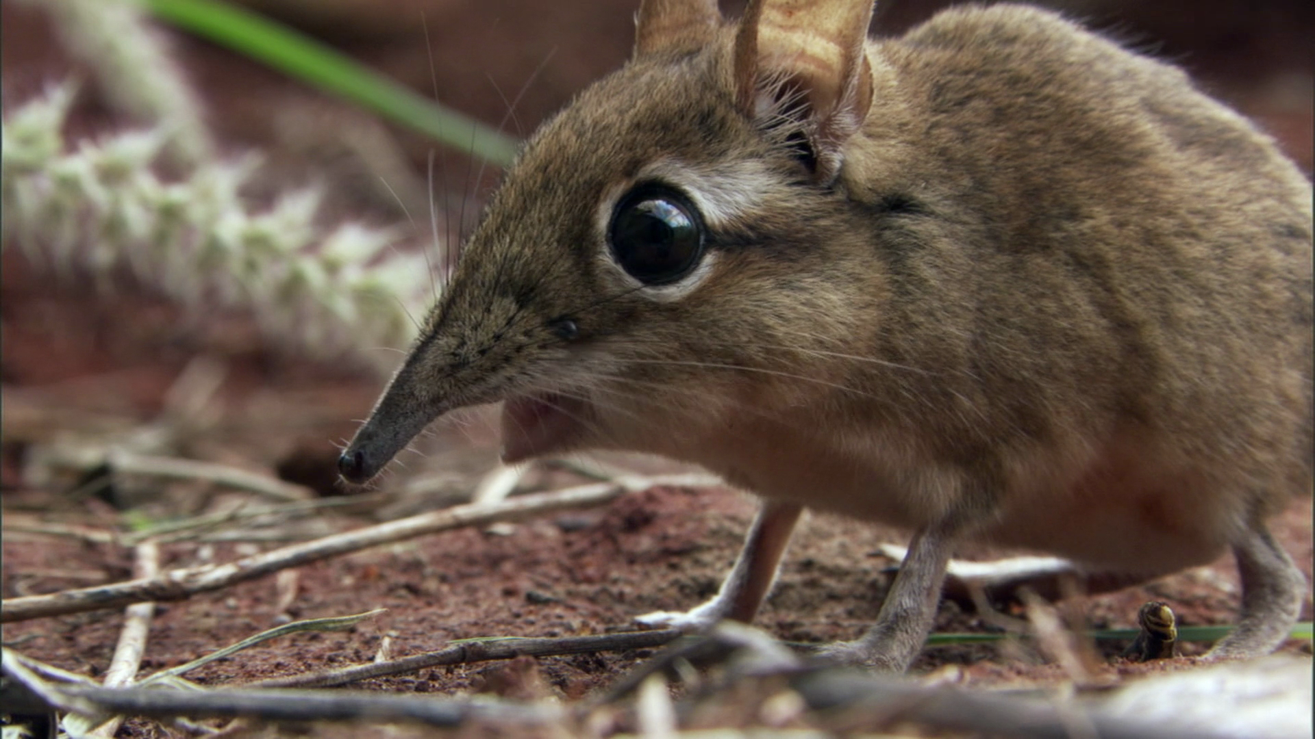 Elephant Shrew