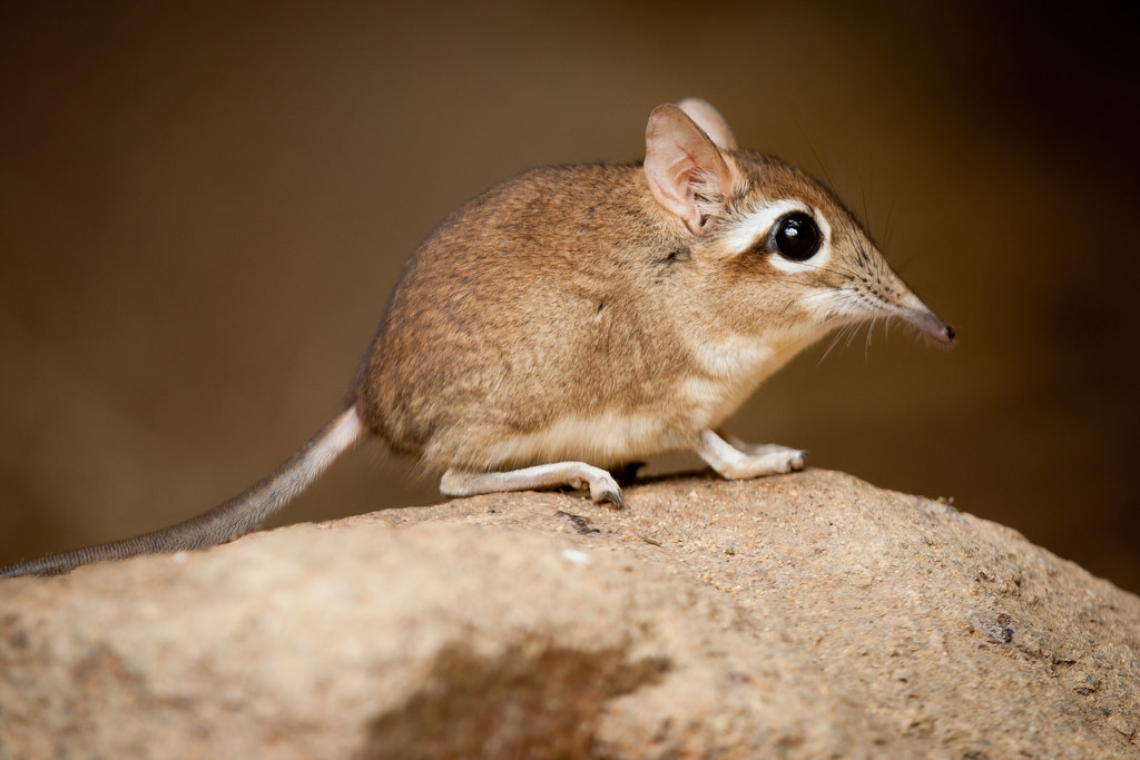 Elephant Shrew