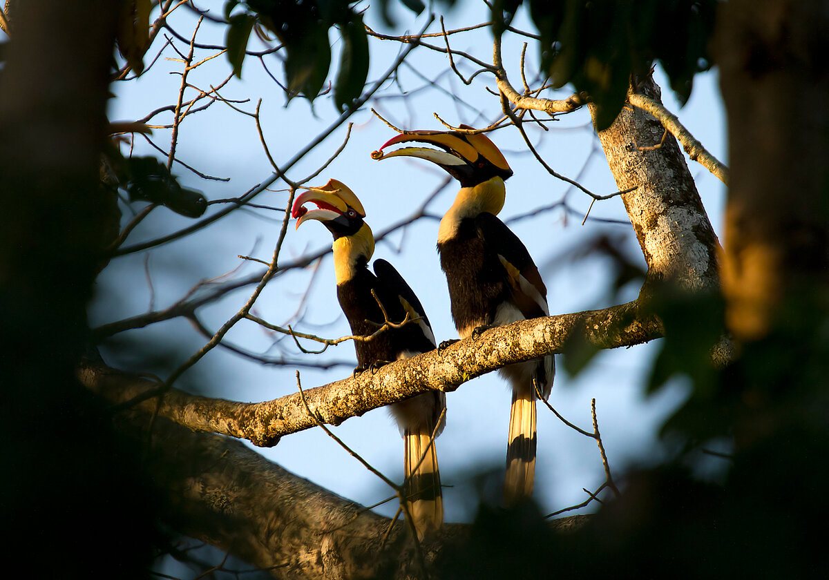 Great hornbill