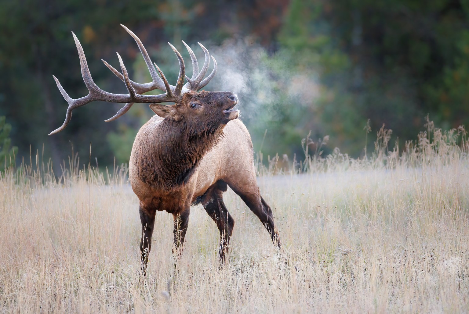 You can listen to the elk bugle