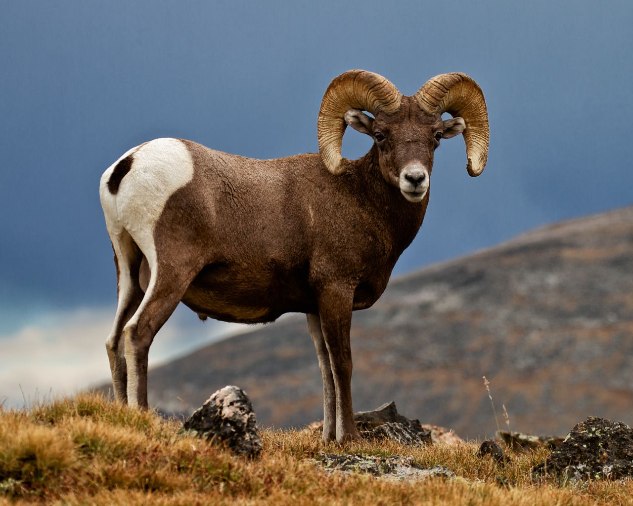 Bighorn sheep dominate the Rockies
